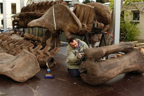 Argentinosaurus is crowned the heavyweight champion of dinosaurs - ABC News