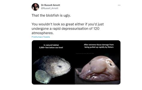 Ugliest Fish In The World Blobfish Vs Goblin Shark