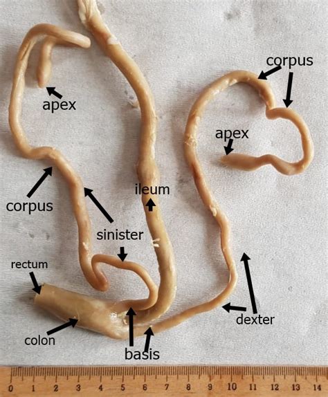 Macroanatomical View Of Cecum Download Scientific Diagram