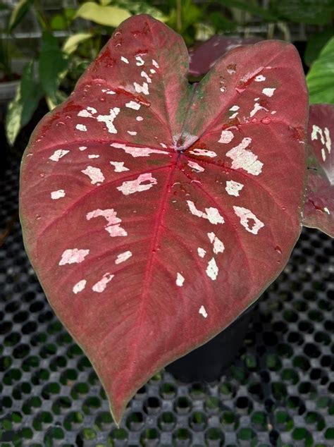 Caladium Thai Hybrid Furniture Home Living Gardening Plants