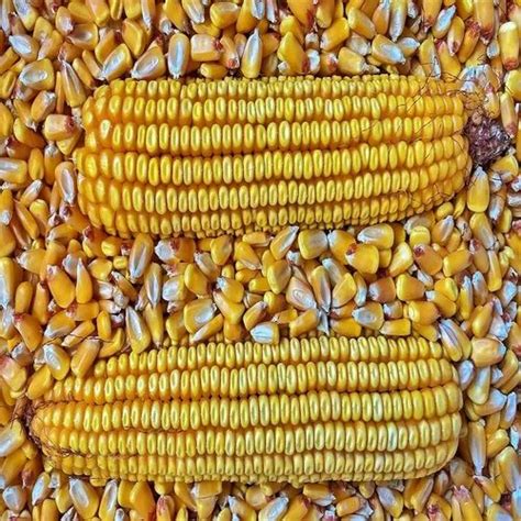 Hybrid Yellow Maize Cattle Seed For Cultivation Packaging Type Loose