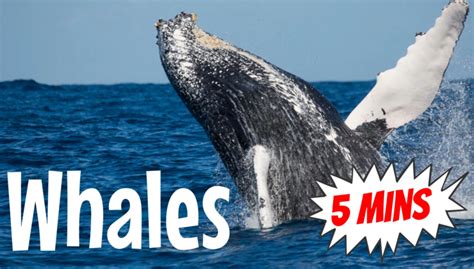 Silly School Education | Whales - 5 Minute Video All About Whales