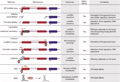 Loss Of Function Approaches For Investigating LncRNAs Dark Red