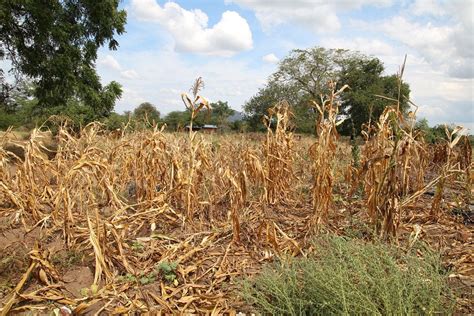 Preparar A Los Agricultores Es Clave Para Afrontar La Sequ A