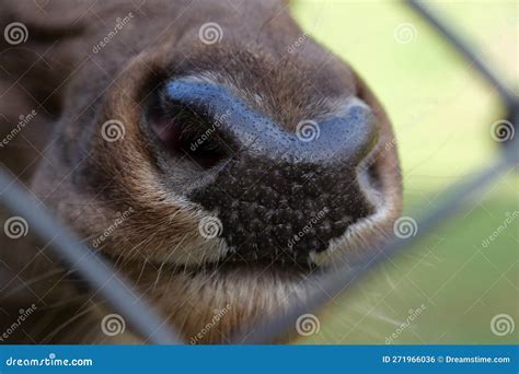 Deer nose extreme close up stock photo. Image of face - 271966036