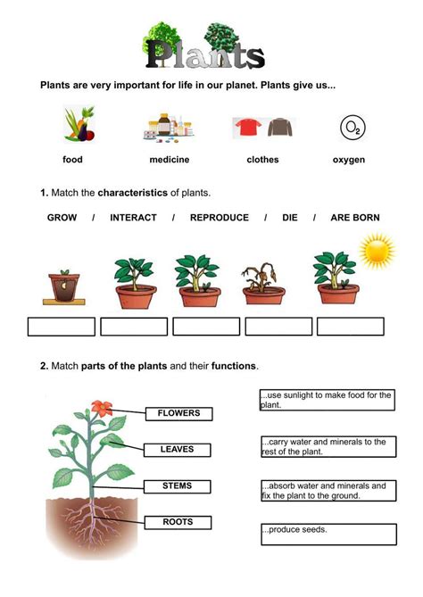 213481 Plants Review Lola Liveworksheets