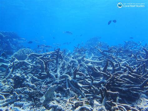 Urgent Action Needed To Save The Reef While We Still Can Scientists Warn Australian Geographic