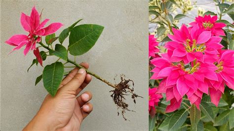 How To Grow Poinsettia Plant From Cuttings Simple And Effective With Updates Poinsettia Plant