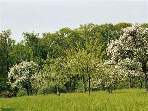 Harvest Season For Apples And Pears - Gardeninguru