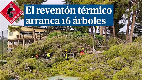 Un reventón térmico en Alicante arranca 16 árboles de más de 25 metros