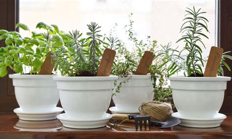 Plantas Aromáticas Que Puedes Cultivar En El Interior De Tu Casa Foto 1