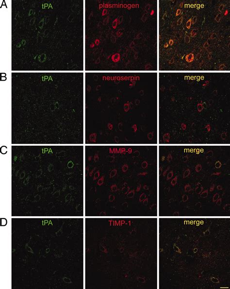 Activity Dependent Release Of Precursor Nerve Growth Factor Conversion