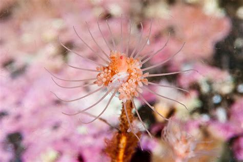 Tubularian Hydroid Photograph By Andrew J Martinez Pixels