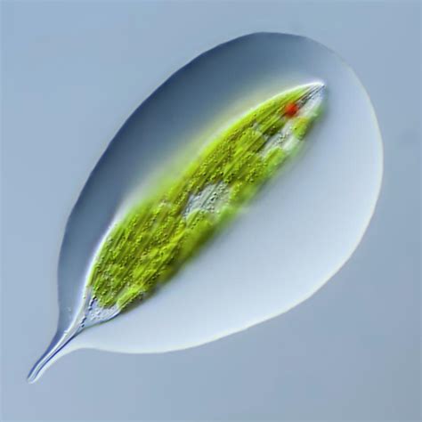 Lepocinclis Tripteris Protist Photograph By Gerd Guenther Fine Art America