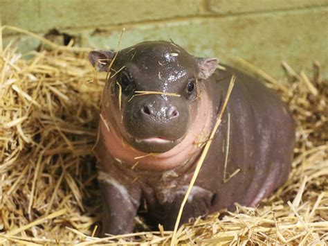 Endangered Pygmy Hippo Gives Birth - Business Insider