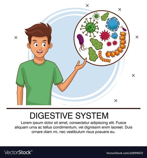 Digestive System Infographic Royalty Free Vector Image