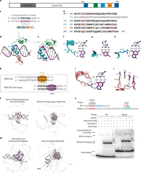 HIC2 And GATA1 Compete For Binding At The BCL11A 55 Enhancer A