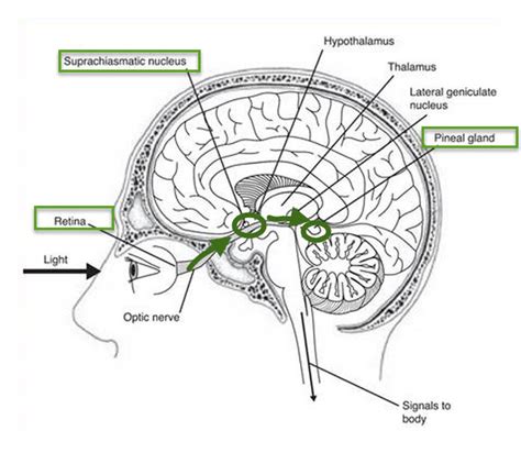 The Entire Function Of The Pineal Gland Human Brain Parts