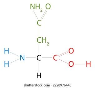 Structure Asparagine Asparagine Amino Acid That Stock Vector (Royalty Free) 2228976443 ...