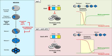 Cells Free Full Text The N Terminal Region Of The Polo Kinase Cdc5