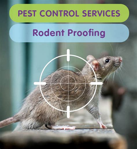 Pest Control Rodent Proofing Pest Control