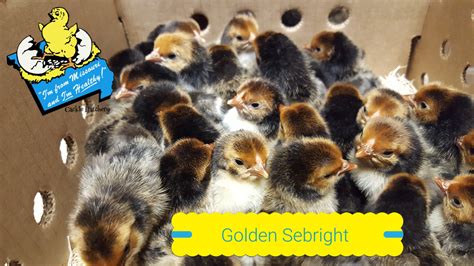 Golden Sebright Bantams Bantam Chicks Cackle Hatchery®