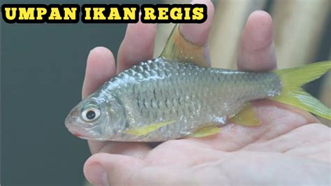 Umpan Ikan Regis Mancing Mania Kali Jember