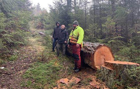 Dänische Holzdielen Firma Dinesen bezieht Douglasien Holz aus dem