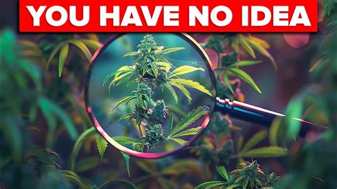 Thc Vs Cbd Do You Know The Difference Youtube