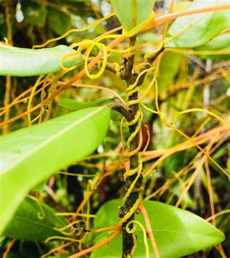 Cuscuta compacta (Compact Dodder, Flower Love Vine, Love-vine) | North ...