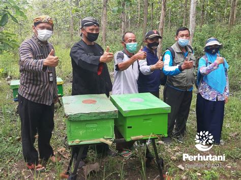 Perhutani Perhutani Dan Cdk I Blora Lakukan Monev Kups Lebah Madu Dan