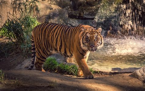 1044866 Nature Tiger Wildlife Big Cats Zoo White Tigers Jungle