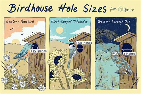 Bird House Hole Size Chart
