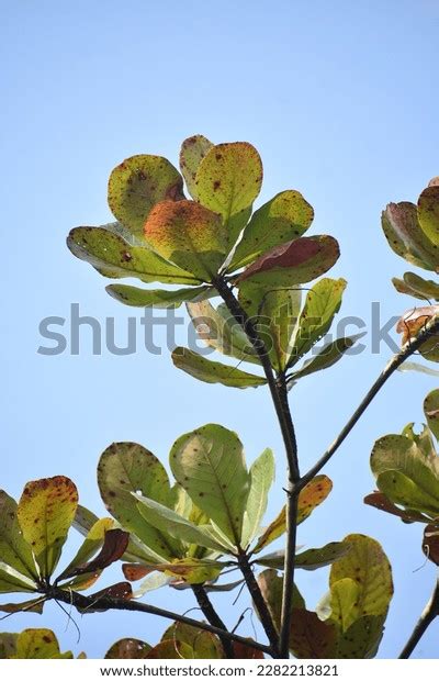 Mangrove Trees Sundarbon Most Beautiful Trees Stock Photo