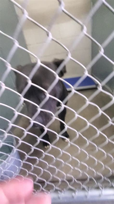 Dr49 Pet Id A 1951 Female Black And White Pit Bull Mix Approx 2yrs