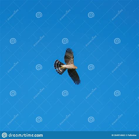 Red tailed hawk flying stock photo. Image of outdoor - 264914662