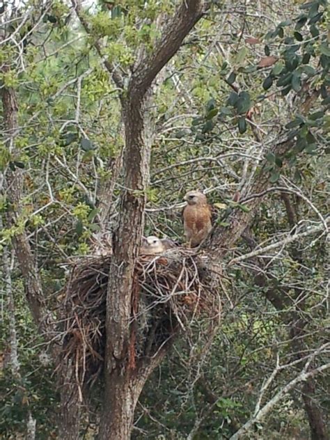 Hawks nest | Beautiful birds, Birds butterflies, Little birds