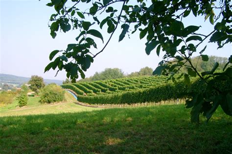 Weingut Edling Neuen Weinberg angelegt Roßdorf