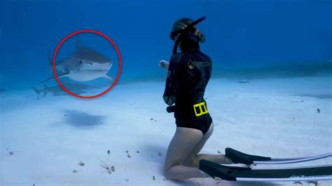 Scary Shark Encounters For Scuba Divers