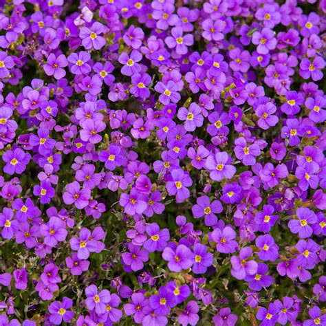 Wild Rock Cress