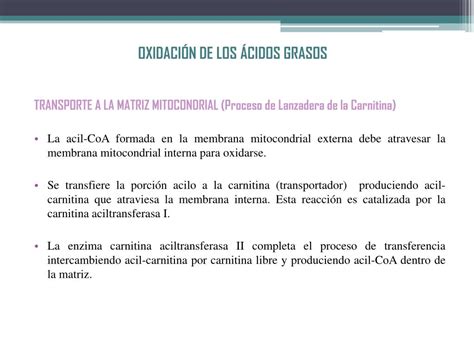 Ppt Estructura Molecular Y Comportamiento De Los L Pidos Powerpoint