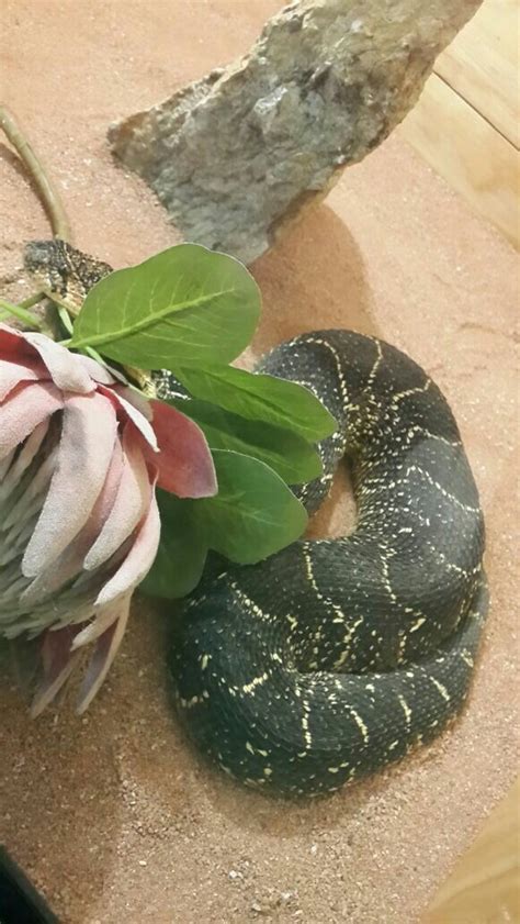 Bitis Arietans Puff Adder Reptile Expo Reptile Expo Reptiles Expo