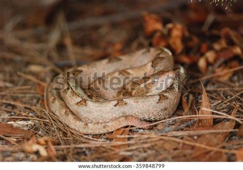 Malayan Pit Viper Snake Camouflage On Stock Photo 359848799 Shutterstock