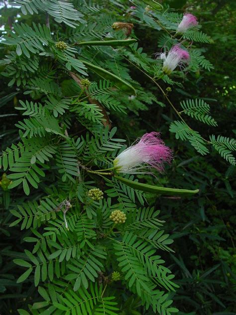 Calliandra Surinamensis Plants Garden