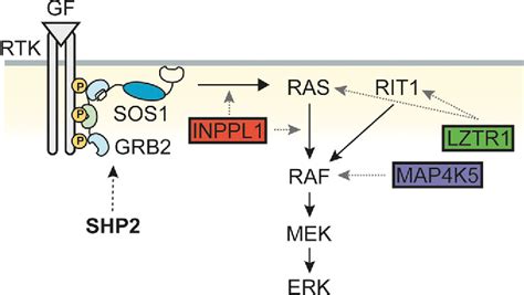 Figure From Genome Wide Crispr Cas Screens Reveal Shared And Cell