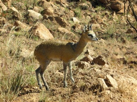 Klipspringer: a mountain antelope - Virily