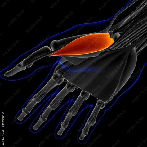 Abductor Pollicis Brevis Muscle Anatomy For Medical Concept 3D ...