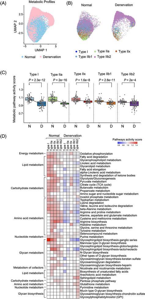 Metabolic Landscape Of Myonuclei From Normal And Denervated Muscles