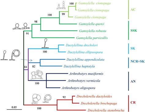 Origin And Evolution Of Carnivorism In The Ascomycota Fungi Pnas