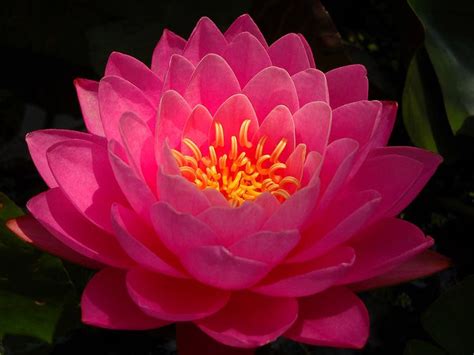 Hot Pink Hardy Lotus Flower Pictures Pretty Flowers Beautiful Pink